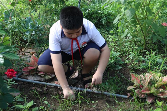 Học sinh trường Tiểu học Cần Thạnh 2 (Thành phố Hồ Chí Minh) chăm sóc vườn rau. Ảnh: Hồng Đạt - TTXVN
