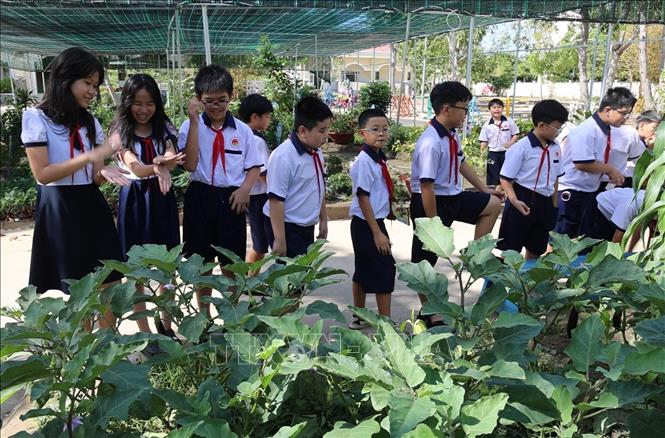 Các em học sinh Trường Tiểu học Cần Thạnh 2 trong tiết học ngoại khóa tìm hiểu các giống cây xanh trong khuôn viên nhà trường. Ảnh: Hồng Đạt - TTXVN