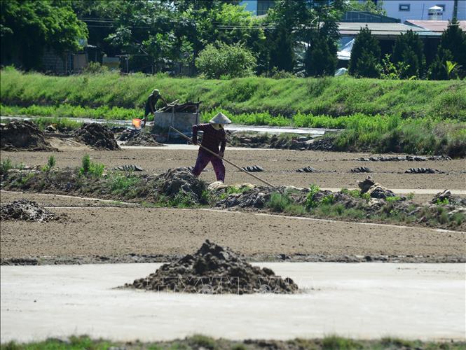 Bằng sự chăm chỉ và yêu nghề của mình, những người “tranh mưa, cướp nắng” ở đồng muối Tam Hòa vẫn đang từng ngày chắc lọc sự tinh túy của biển cả để mưu sinh và giữ nghề truyền thống. Ảnh: Hoa Mai - TTXVN