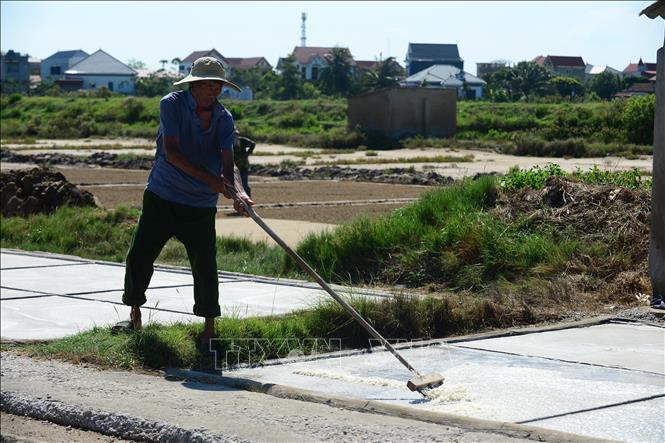 Ông Vũ Văn Nghiêm, thôn Tam Hòa, xã Hoa Lộc, Thanh Hóa cho biết trái ngược với phần lớn các ngành nghề khác, nắng gắt, số ngày nắng kéo dài luôn là niềm mong mỏi của diêm dân trên những cánh đồng muối. Ảnh: Hoa Mai - TTXVN