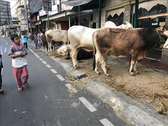 Những con bò được buộc ngay trên đường phố Jakarta để chuẩn bị cho lễ Idul Adha. Ảnh: Đỗ Quyên - PV TTXVN tại Indonesia