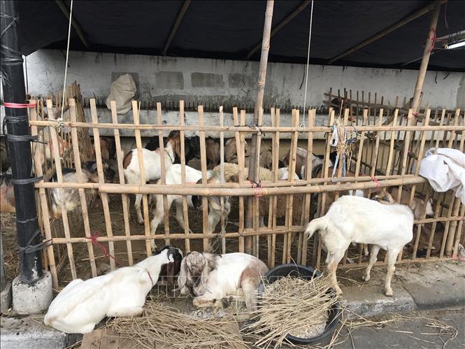 Dê được nhốt trong các chuồng tạm ở Tanah Abang, Jakarta. Ảnh: Đỗ Quyên - PV TTXVN tại Indonesia