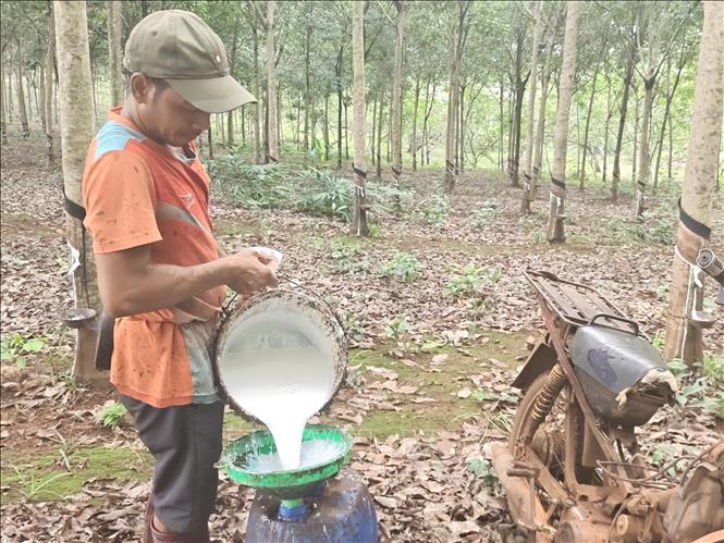 Nông dân tại xã Phú Nghĩa thu hoạch mủ cao su. Ảnh: K GỬIH-TTXVN