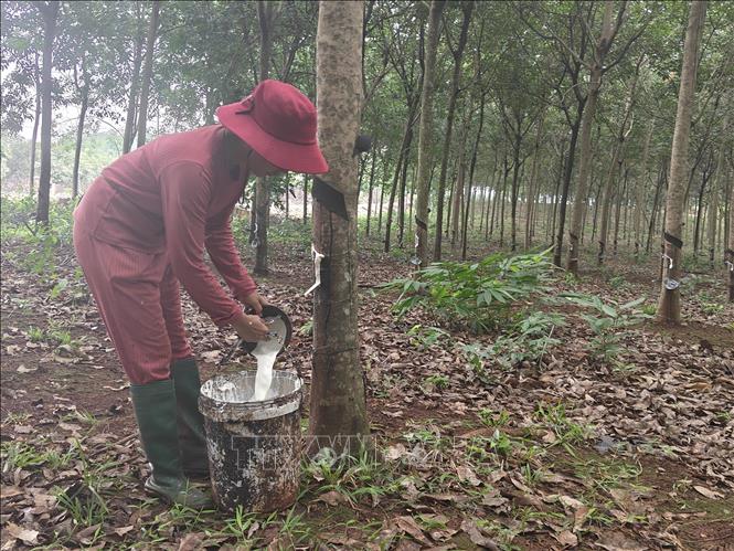 Nông dân tại xã Phú Nghĩa thu hoạch mủ cao su. Ảnh: K GỬIH-TTXVN