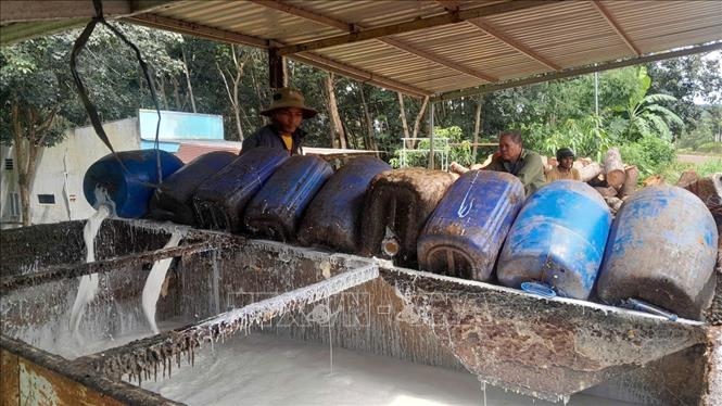 Giá thu mua mủ cao su đầu mùa tăng cao giúp nông dân phấn khởi. Ảnh: K GỬIH-TTXVN