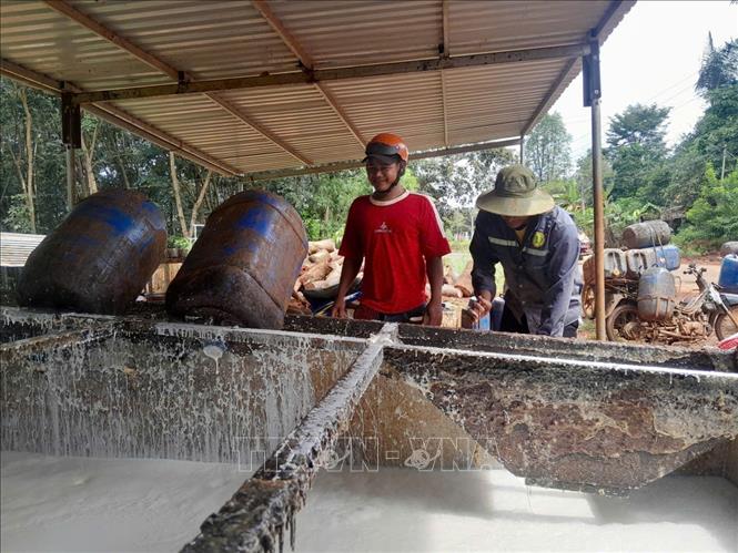 Giá thu mua mủ cao su đầu mùa tăng cao giúp nông dân phấn khởi. Ảnh: K GỬIH-TTXVN