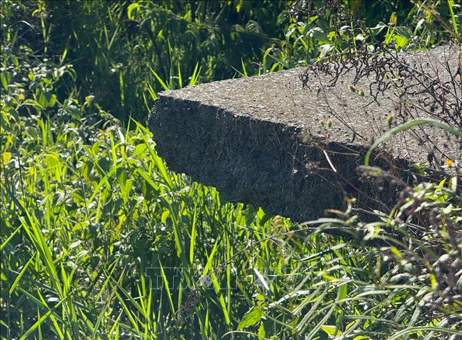 Do để hoang lâu ngày, đoạn đường bị đứt gãy do sụt lún, sạt lở đã mọc cây dại um tùm. Ảnh: Nguyễn Dũng – TTXVN
