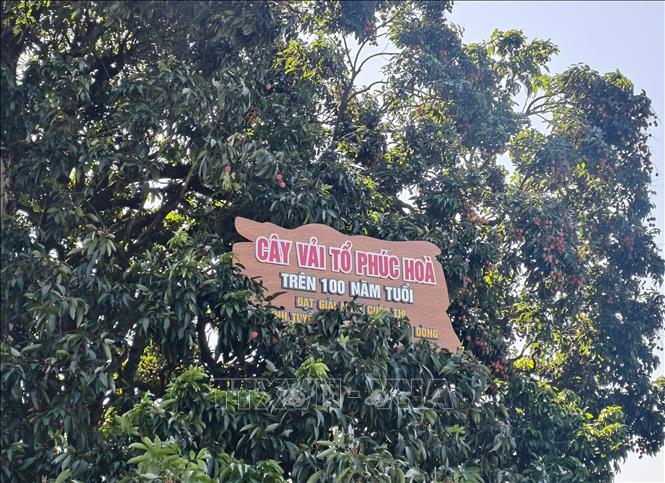 Cây vải tổ là niềm tự hào của người dân trồng vải Bắc Ninh. Ảnh: Thanh Thương- TTXVN