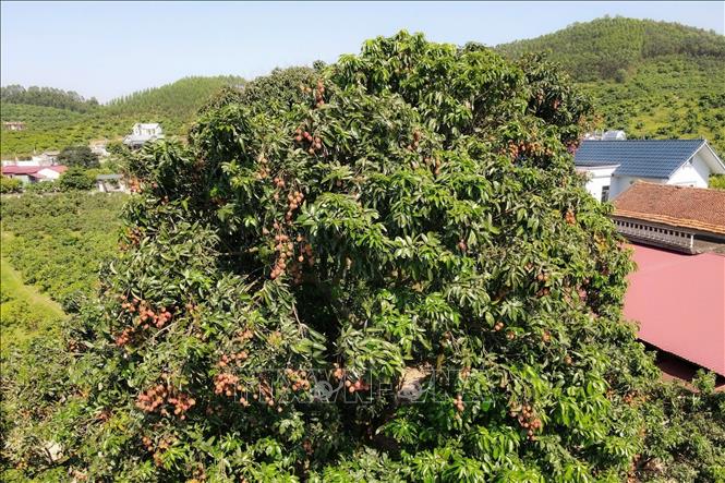 Cây vải tổ tại Bắc Ninh có tuổi đời hơn 100 năm tuổi, là giống cây đầu dòng của vùng vải sớm Phúc Hòa, biểu tượng văn hóa, ký ức và niềm tự hào của nhiều thế hệ người dân nơi đây. Ảnh: Thanh Thương- TTXVN