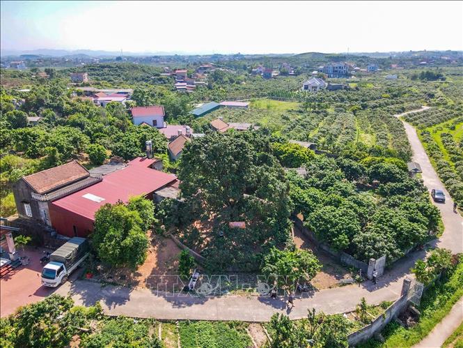Cây vải tổ tại Bắc Ninh có tuổi đời hơn 100 năm tuổi, là biểu tượng văn hóa, ký ức và niềm tự hào của nhiều thế hệ người dân nơi đây. Ảnh: Thanh Thương- TTXVN