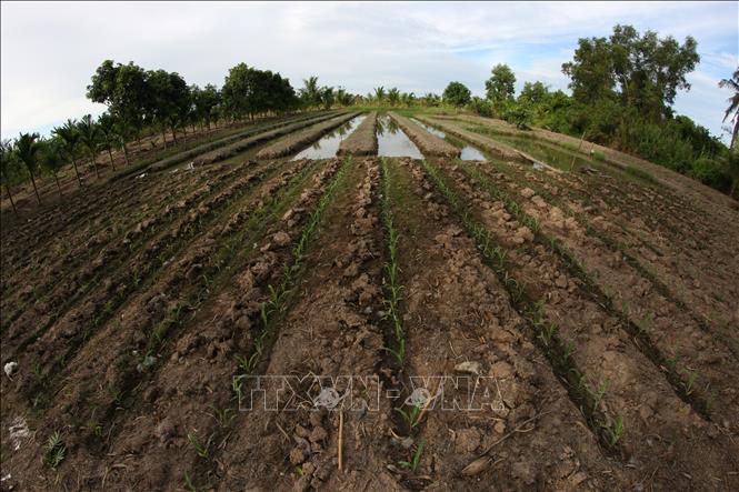 Nông dân chuyển đổi sản xuất từ trồng múa nước sang trông ngô, giảm thiểu lượng nước ngọt sử dụng. Ảnh: Duy Khương – TTXVN