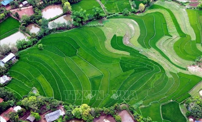 Ruộng bậc thang tại bản Tà Vài, xã Chiềng Hặc, tỉnh Sơn La. Ảnh: Quang Quyết - TTXVN