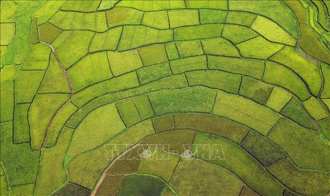 Ruộng bậc thang tại bản Hùn, phường Chiềng Cơi, tỉnh Sơn La. Ảnh: Quang Quyết - TTXVN