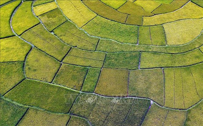 Ruộng bậc thang tại bản Hùn, phường Chiềng Cơi, tỉnh Sơn La. Ảnh: Quang Quyết - TTXVN