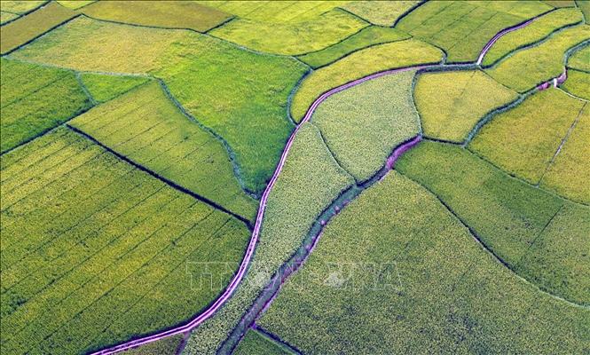 Ruộng bậc thang tại bản Hùn, phường Chiềng Cơi, tỉnh Sơn La. Ảnh: Quang Quyết - TTXVN