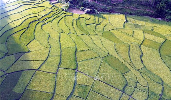 Ruộng bậc thang tại bản Bon, xã Muổi Nọi, tỉnh Sơn La. Ảnh: Quang Quyết - TTXVN