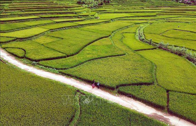 Ruộng bậc thang tại bản Hùn, phường Chiềng Cơi, tỉnh Sơn La. Ảnh: Quang Quyết - TTXVN