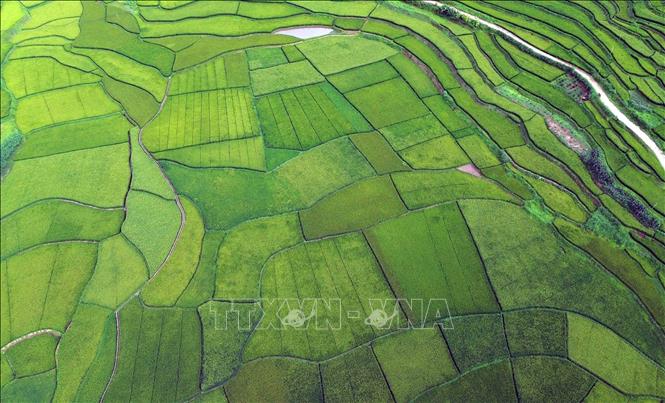 Ruộng bậc thang tại bản Hùn, phường Chiềng Cơi, tỉnh Sơn La. Ảnh: Quang Quyết - TTXVN