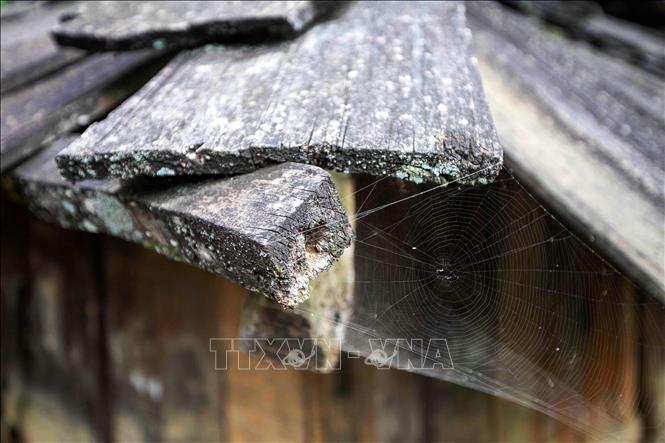 Những mái nhà lợp gỗ pơ mu đã nhuộm màu thời gian. Ảnh: Trọng Đạt - TTXVN