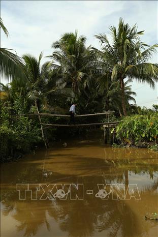 Cây “cầu khỉ” còn sót lại tại xã Lương Tâm, thành phố Cần Thơ. Ảnh: Duy Khương - TTXVN