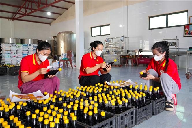 Trung bình mỗi năm Hợp tác xã Thu mua và Chế biến thủy hải sản Phú Khương sản xuất gần 800 nghìn lít nước mắm. Ảnh: Hữu Quyết – TTXVN