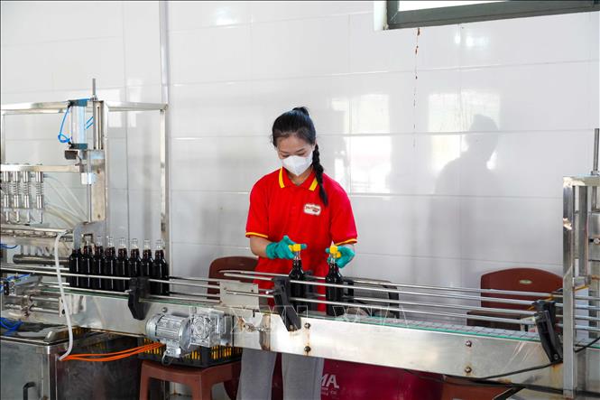 Sản phẩm nước mắm Phú Khương được sản xuất theo quy trình khép kín giúp đảm bảo vệ sinh an toàn thực phẩm. Ảnh: Hữu Quyết – TTXVN
