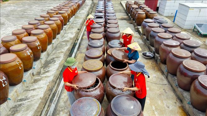 Các thành viên Hợp tác xã Thu mua và Chế biến thủy hải sản Phú Khương kiểm tra chất lượng nước mắm được ủ trong chum sành. Ảnh: Hữu Quyết – TTXVN
