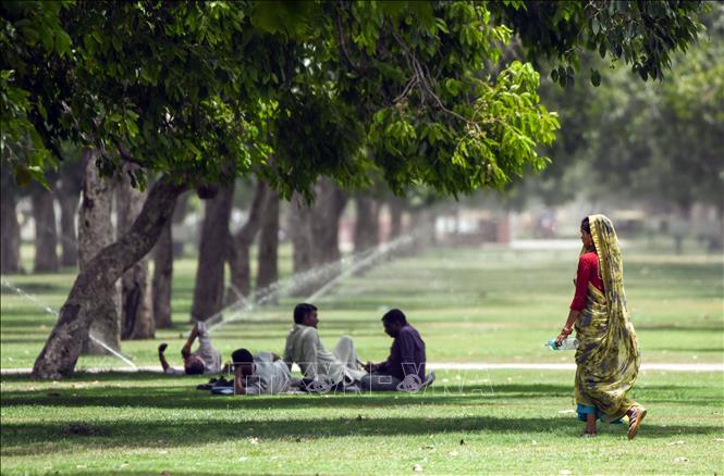 Người dân tránh nóng dưới bóng cây trong công viên tại New Delhi, Ấn Độ. Ảnh: ANI/TTXVN