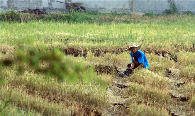 Tái diễn tình trạng đốt rơm rạ tại Ninh Bình - Ảnh thời sự trong nước ...