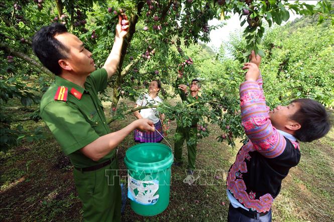 Cán bộ, chiến sĩ Công an xã Vân Hồ cùng người dân bản Tà Dê thu hoạch mận. Ảnh: Phạm Kiên - TTXVN