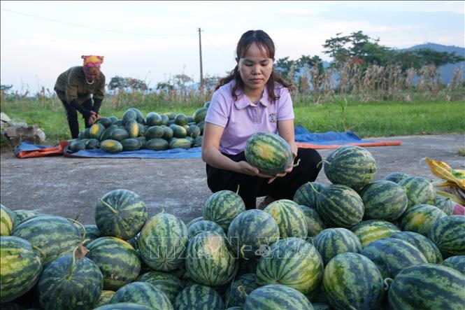 Nông dân các xã Vạn An, Diễn Châu tập kết dưa sau thu hoạch chờ thương lái đến mua. Ảnh: Bích Huệ - TTXVN