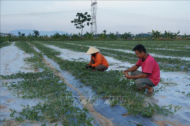 Người dân xã Vạn An, Nghi Lộc, Diễn Châu... đã áp dụng phương pháp xuống giống linh hoạt thành nhiều đợt khác nhau nhằm rải vụ thu hoạch kéo dài từ tháng 5 đến đầu tháng 7. Ảnh: Bích Huệ - TTXVN