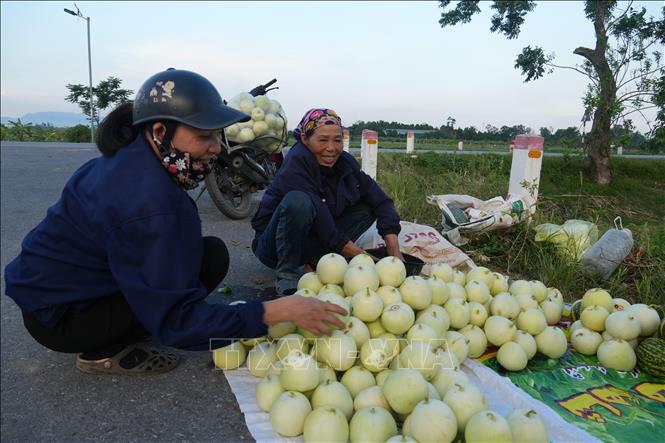 Các địa phương như xã Vạn An, Diễn Châu, Nghi Lộc… khẳng định sẽ tiếp tục duy trì các chính sách khuyến khích, hỗ trợ kỹ thuật để bà con giữ vững và nhân rộng diện tích canh tác. Ảnh: Bích Huệ - TTXVN