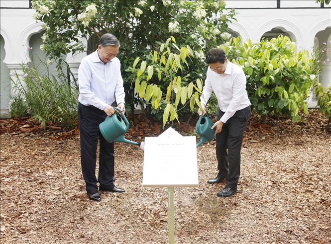 Tổng Bí thư, Chủ tịch nước Tô Lâm và Thủ tướng Singapore Lawrence Wong trồng cây lưu niệm tại Vườn Bách thảo Singapore. Ảnh: Thống Nhất – TTXVN