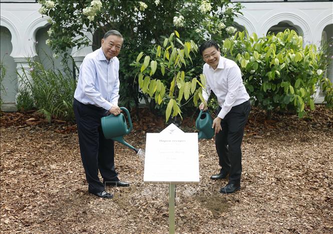Tổng Bí thư, Chủ tịch nước Tô Lâm và Thủ tướng Singapore Lawrence Wong trồng cây lưu niệm tại Vườn Bách thảo Singapore. Ảnh: Thống Nhất – TTXVN