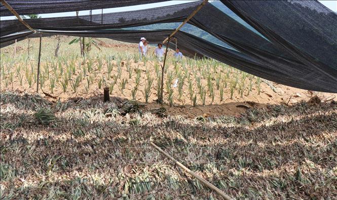 Hàng chục ha đất gò đồi của người dân Sơn Tây Hạ đã được liên kết với doanh nghiệp trồng cây dứa. Ảnh: Phạm Cường-TTXVN