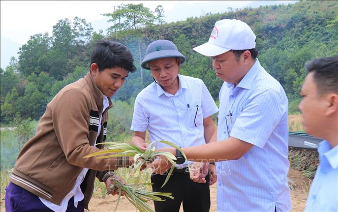 Bí thư Đảng ủy xã Sơn Tây Hạ Cao Quốc Tiến hướng dẫn người dân chăm sóc cây dứa. Ảnh: Phạm Cường-TTXVN