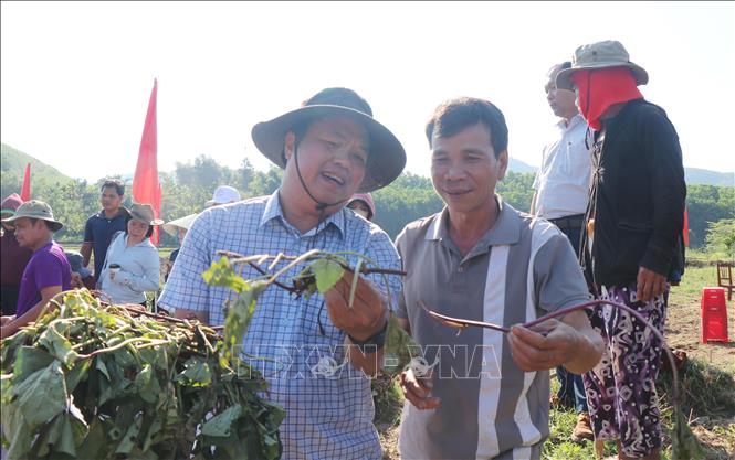 Bí thư xã Sơn Tây Hạ Cao Quốc Tiến hướng dẫn người dân trồng cây khoai lang Nhật. Ảnh: Phạm Cường-TTXVN