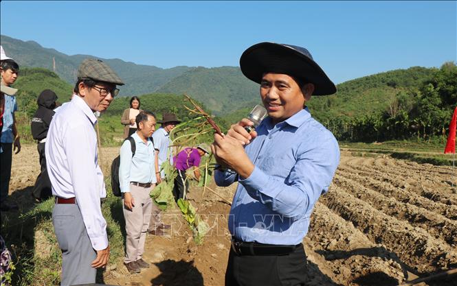 Ông Trần Hùng–Tổng Giám đốc Công ty TNHH MTV Nông nghiệp xanh Tony Farm Đà Lạt hướng dẫn người dân trồng chăm sóc cây khoai lang Nhật liên kết với công ty trên cánh đồng. Ảnh: Phạm Cường-TTXVN