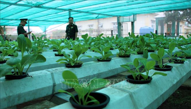 Việc trồng rau trong các máng nhựa chuyên dụng không cần đất giúp tránh được thực trạng thổ nhưỡng nhiễm mặn đang diễn ra gay gắt tại khu vực ven biển. Ảnh: Trung Kiên - TTXVN