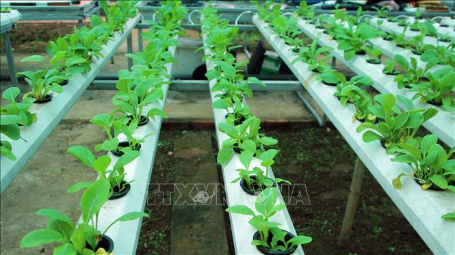 Những luống rau phát triển xanh, đồng đều trên hệ thống thủy canh hồi lưu tại Đồn Biên phòng An Thạnh Ba (xã Cù Lao Dung). Ảnh: Trung Kiên - TTXVN