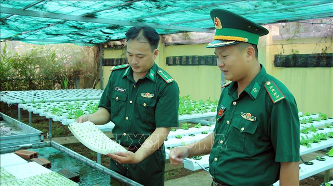 Cán bộ, chiến sĩ Đồn Biên phòng An Thạnh Ba giới thiệu khâu ươm mầm cây giống trên các mút xốp thủy canh. Ảnh: Trung Kiên - TTXVN