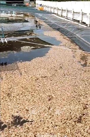 Tôm nuôi của ông Đoàn Mạnh Thanh (xã Phú Trạch, tỉnh Quảng Trị) chết hàng loạt, nổi dày đặc trên mặt hồ, nghi bị kẻ xấu đầu độc. Ảnh: Nguyên Linh – TTXVN