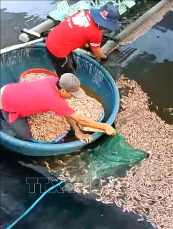 Tôm nuôi của ông Đoàn Mạnh Thanh (xã Phú Trạch, tỉnh Quảng Trị) chết hàng loạt, nổi dày đặc trên mặt hồ, nghi bị kẻ xấu đầu độc. Ảnh: Nguyên Linh – TTXVN