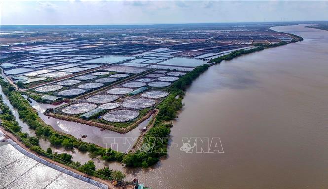 Vùng nuôi tôm siêu thâm canh rộng 280 ha của Công ty cổ phần Thủy sản sạch Việt Nam tại xã Trần Đề, thành phố Cần Thơ. Ảnh: Thanh Liêm - TTXVN