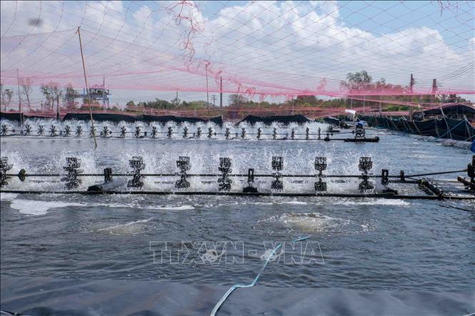 Một ao nuôi tôm siêu thâm canh trong trang trại của Công ty Cổ phần Thủy sản sạch Việt Nam tại xã Trần Đề, thành phố Cần Thơ. Ảnh: Thanh Liêm - TTXVN