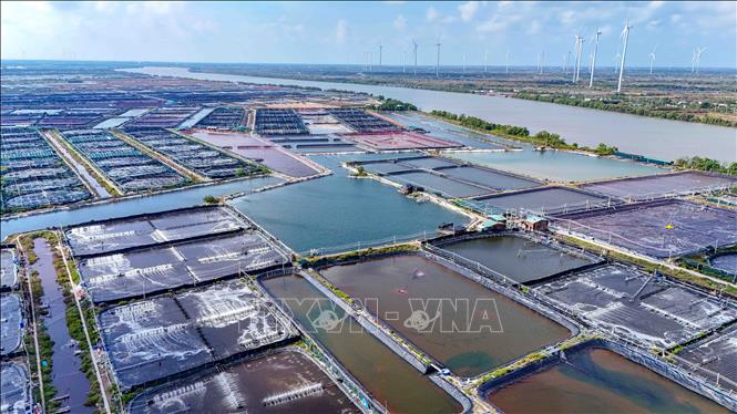 Với mức đầu tư 2 - 3 tỷ đồng/ha, giá trị xuất khẩu mà mô hình này mang lại đạt khoảng 3 tỷ đồng/ha/năm, cao gấp 50 lần so với sản xuất nông nghiệp truyền thống. Ảnh: Thanh Liêm - TTXVN