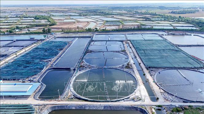 Vùng nuôi tôm siêu thâm canh của Công ty Cổ phần Thủy sản sạch Việt Nam tại xã Trần Đề, thành phố Cần Thơ có gần 240 ao nuôi tôm. Ảnh: Thanh Liêm - TTXVN