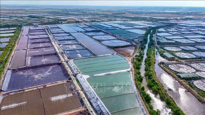 Mỗi ha nuôi tôm siêu thâm canh cần đầu tư từ 2 - 3 tỷ đồng, mang lại giá trị xuất khẩu khoảng 3 tỷ đồng/ha/năm với lợi nhuận khoảng 20%. Ảnh: Thanh Liêm - TTXVN