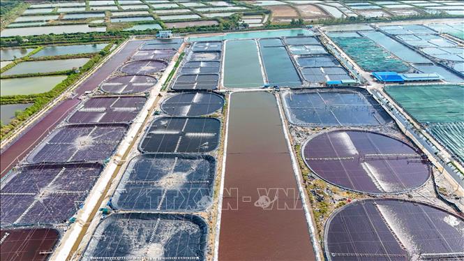 Vùng nuôi tôm siêu thâm canh của Công ty cổ phần Thủy sản sạch Việt Nam. Ảnh: Thanh Liêm - TTXVN